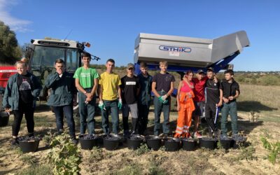 Vendanges et Vinification pour les Capa et 2PV