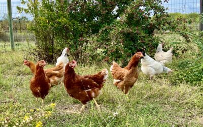 Des poules et des 3C…