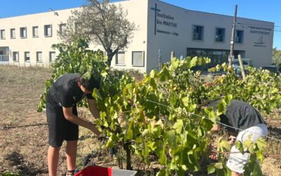 Nos élèves mobilisés pour leur première vendanges